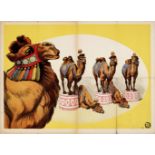 [Camels] "Dressage of camels"