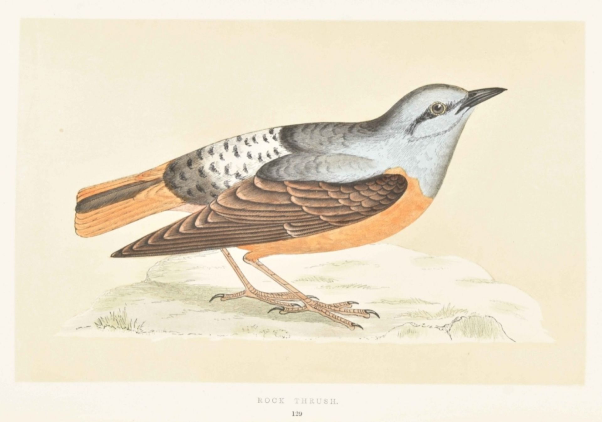 F.O. Morris. A History of British Birds - Image 2 of 10