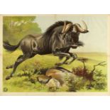 [Wildebeest] "Jumping wildebeest"