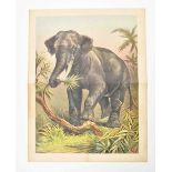 [Elephants] "Elephant in jungle"