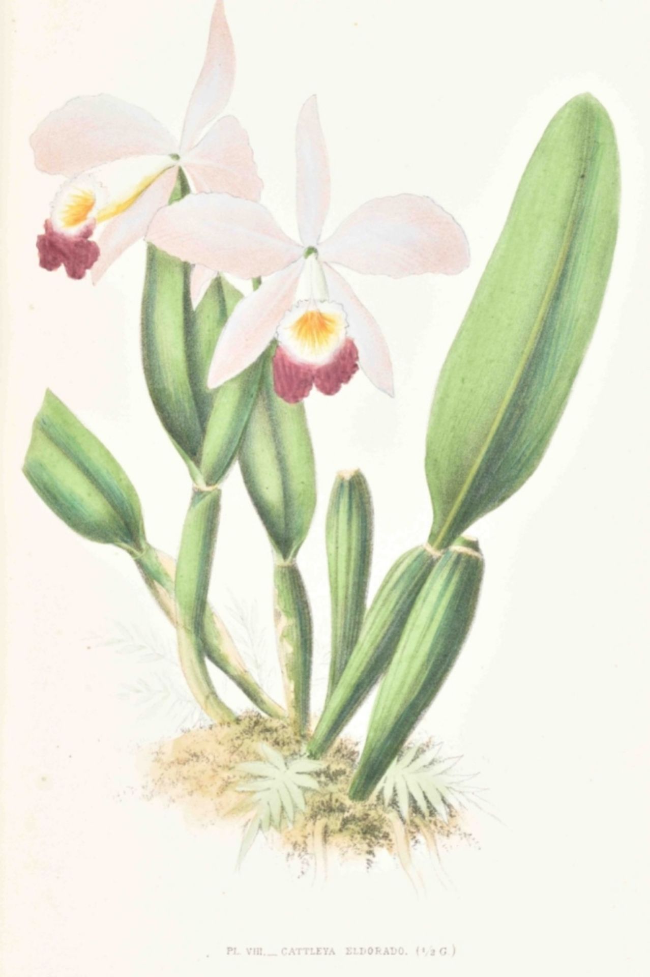 E. de Puydt. Les Orchidées, Histoire Iconographique - Image 9 of 10