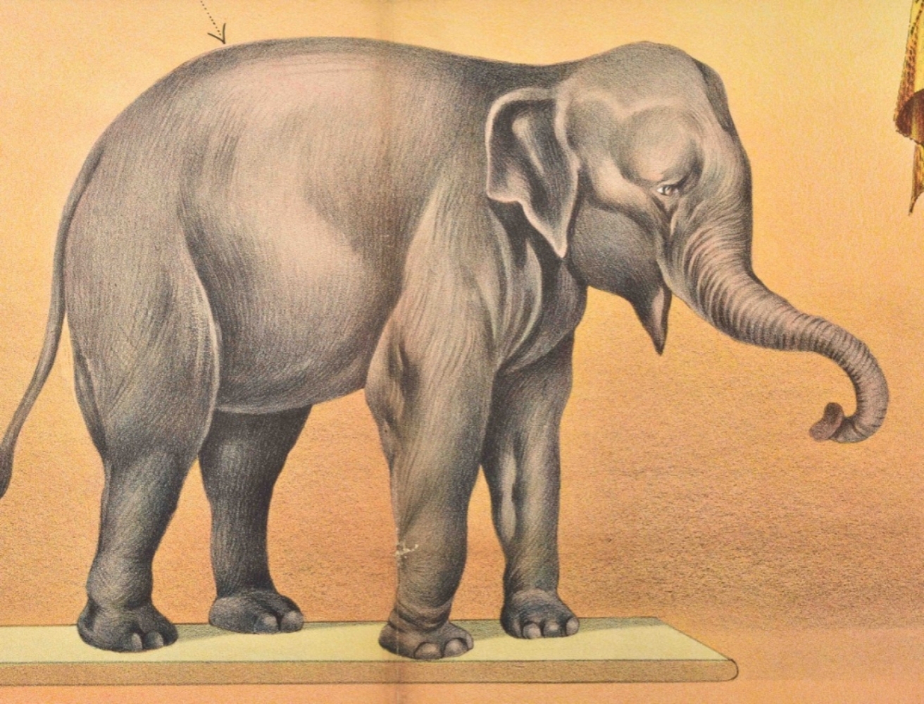 [Elephants] Eph. Thompson and his wonderful elephant Mary - Image 7 of 8
