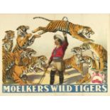 [Tigers] Moelkers Wild Tigers