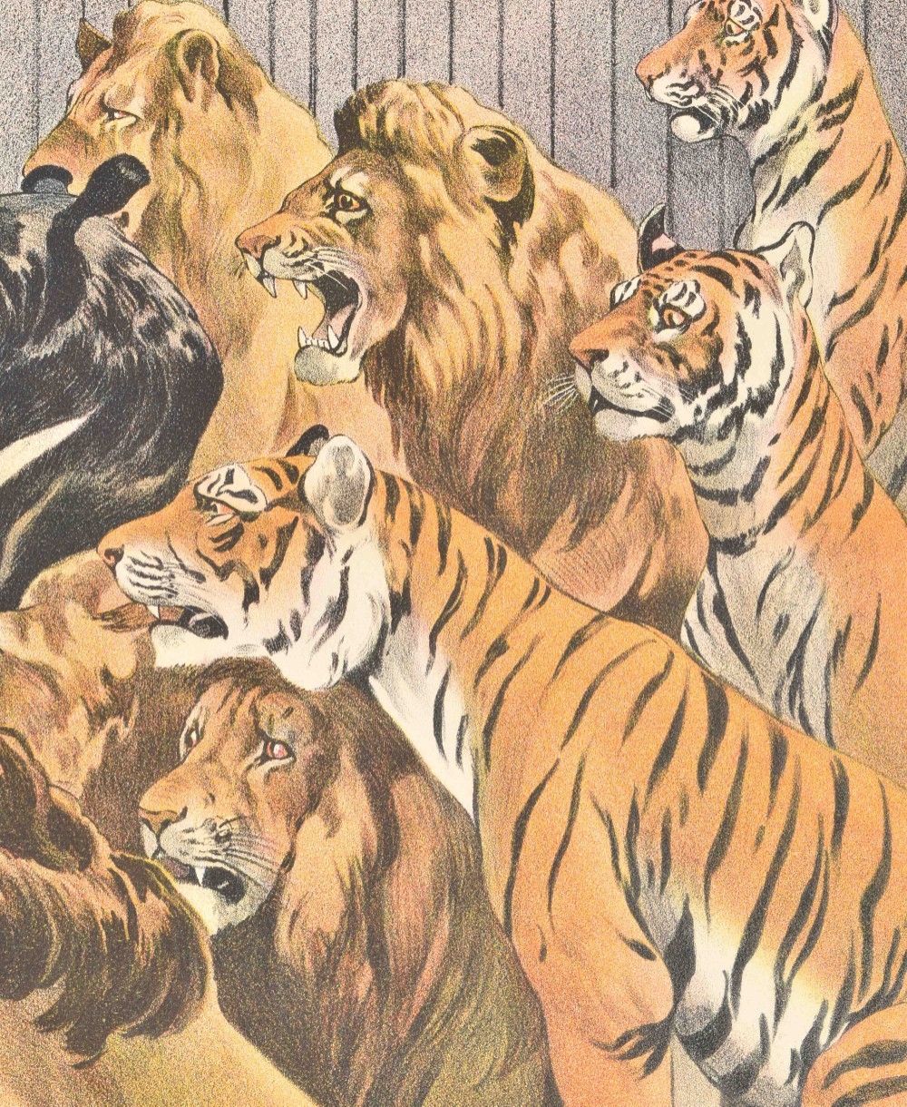 [Lions. Tigers] Hagenbeck's Schau - Image 5 of 7