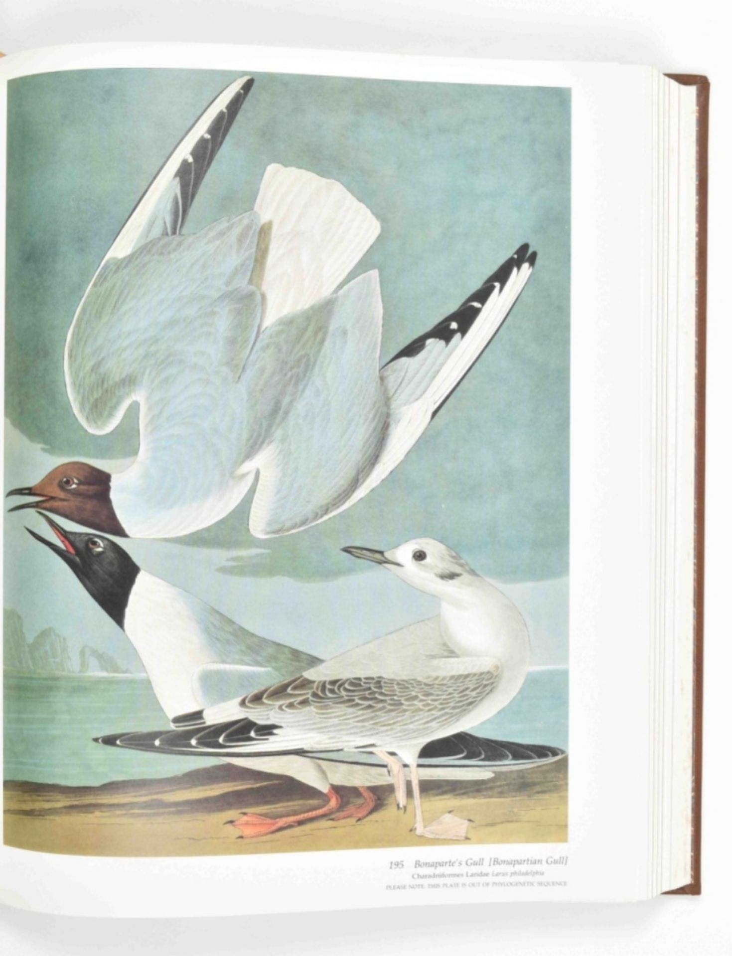 R. and V. Peterson. Audubon's Birds of America - Image 6 of 6