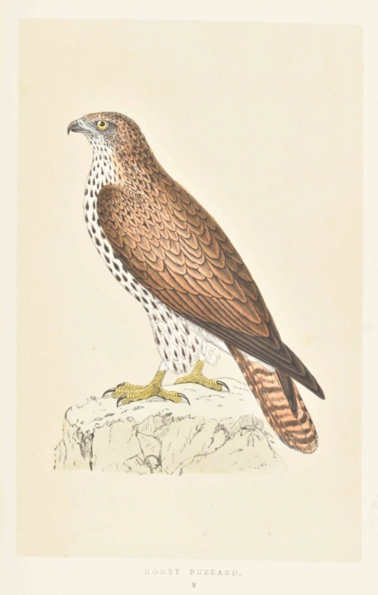 F.O. Morris. A History of British Birds - Image 7 of 10