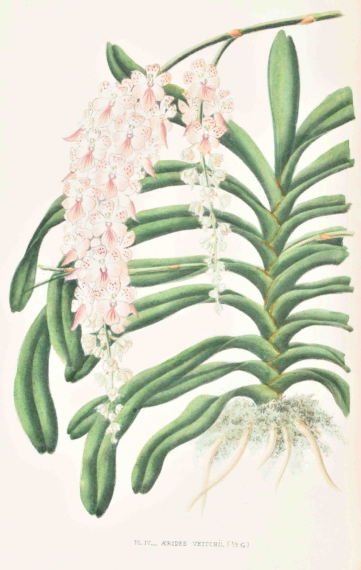 E. de Puydt. Les Orchidées, Histoire Iconographique - Image 3 of 10