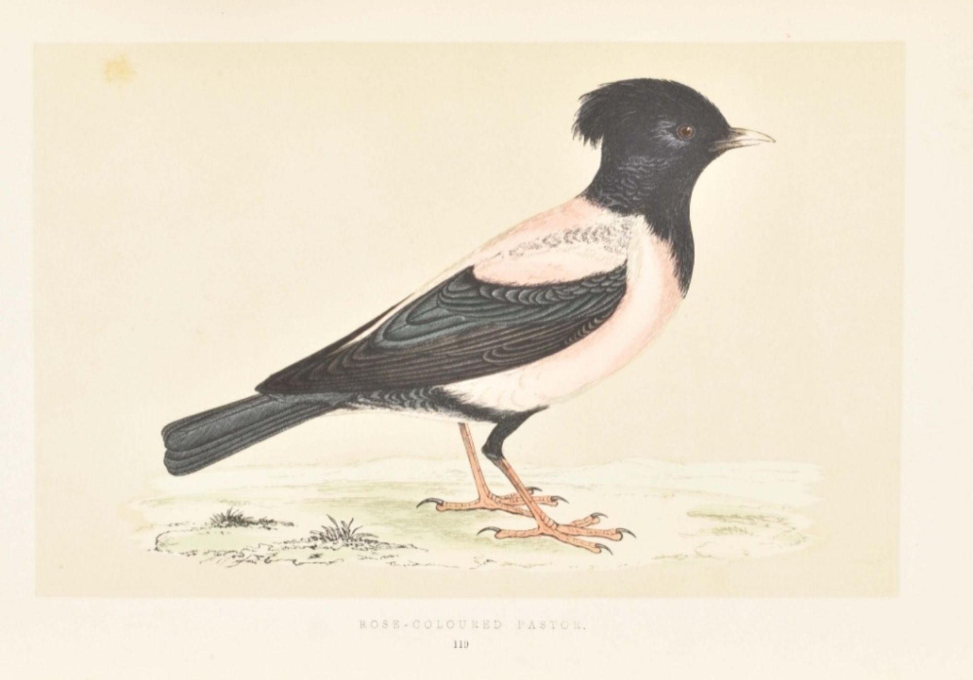 F.O. Morris. A History of British Birds - Image 10 of 10