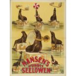 [Sea lions] Nansen's wunder Seelöwen