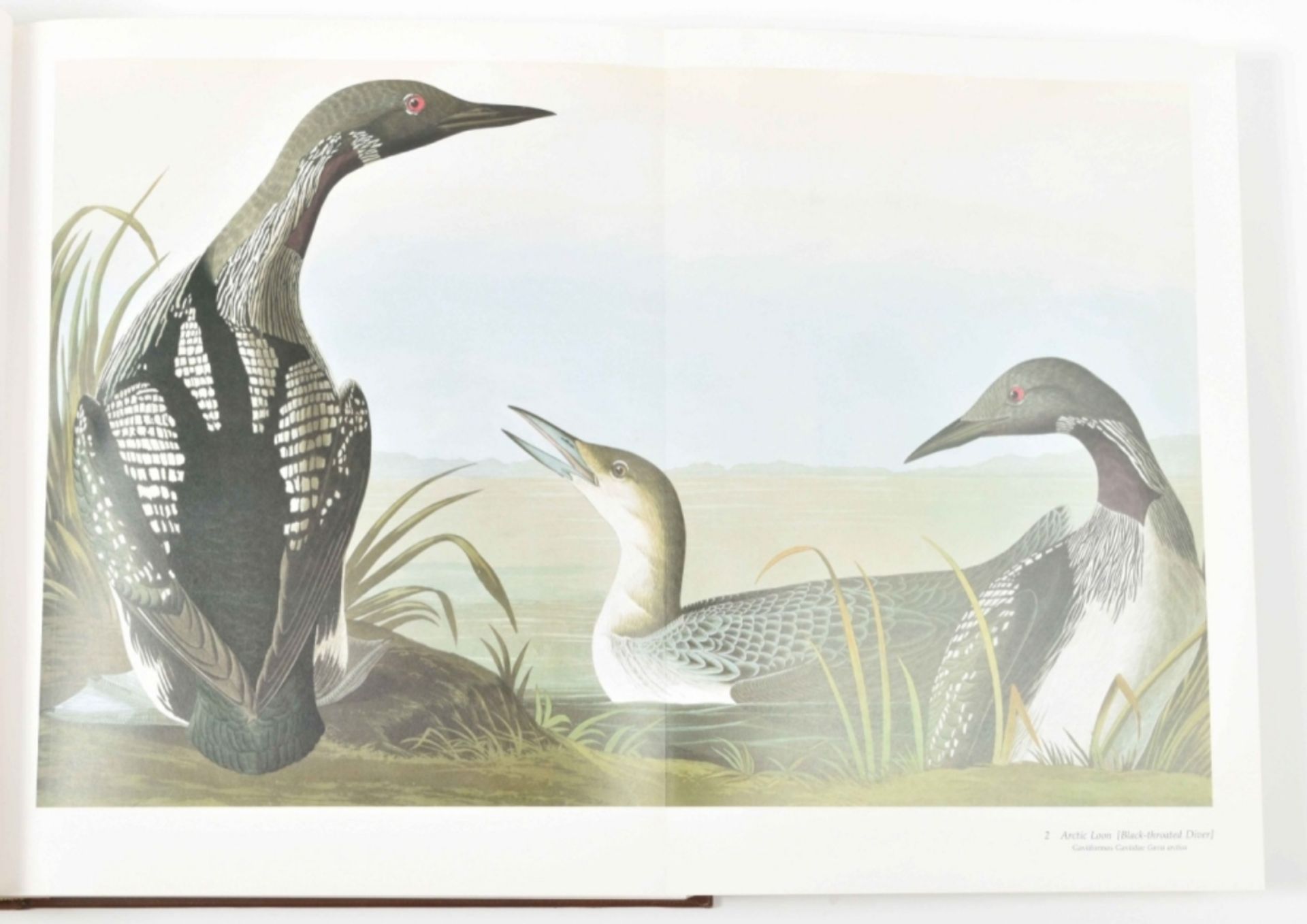 R. and V. Peterson. Audubon's Birds of America - Image 5 of 6