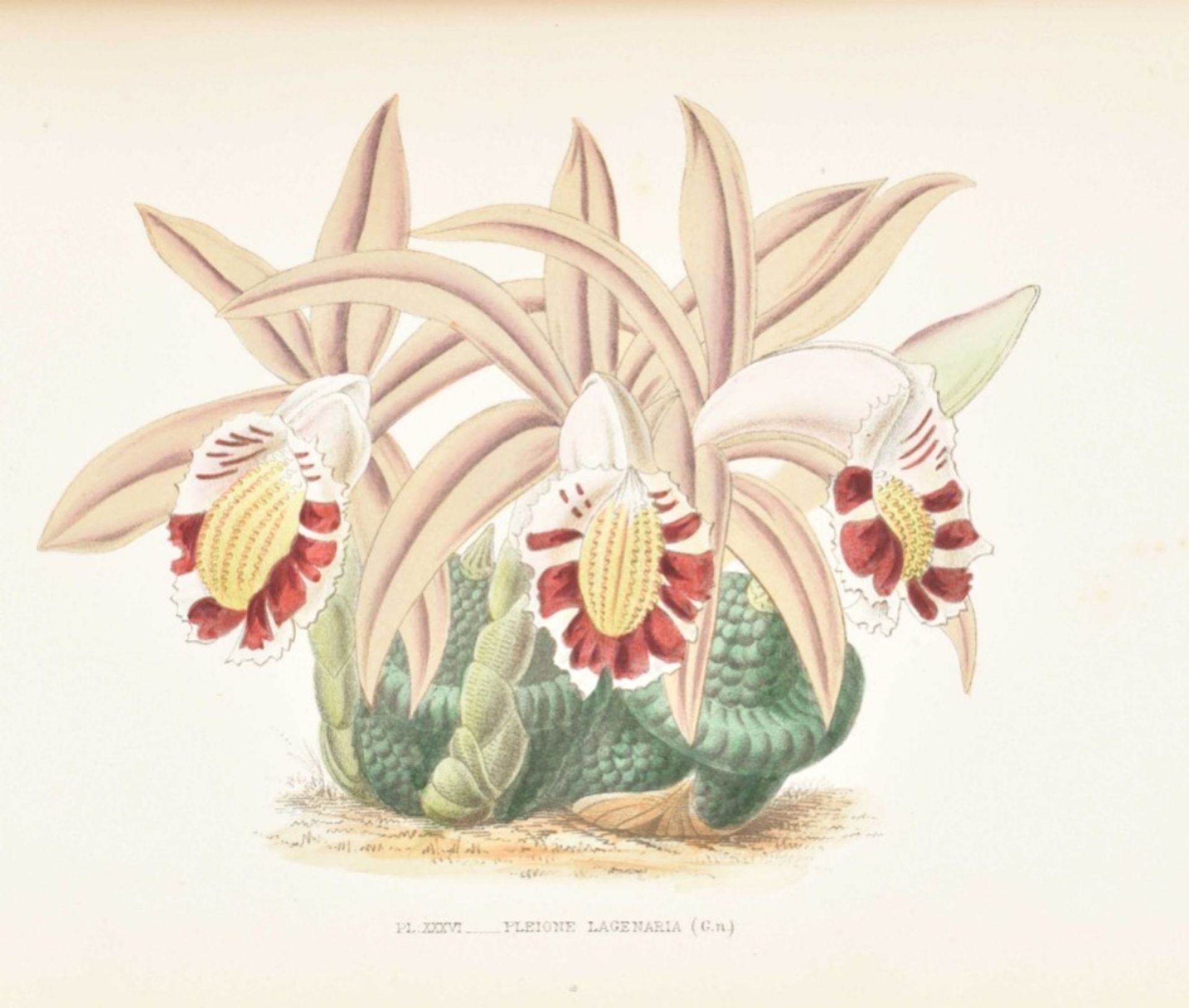 E. de Puydt. Les Orchidées, Histoire Iconographique - Image 2 of 10