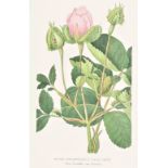 Annales de flore et de pomone, ou journal de jardins et des champs