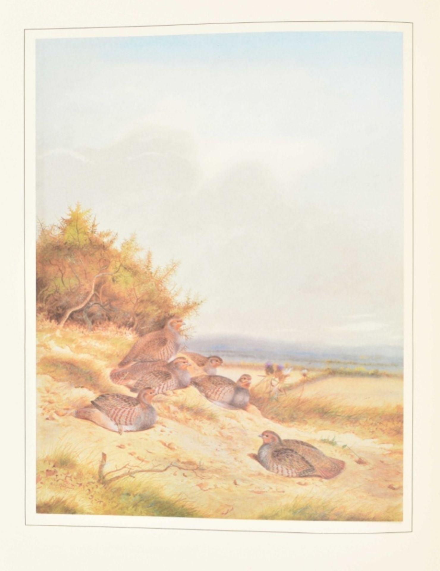 Philip Rickman. A Selection of Bird Paintings and Sketches - Image 8 of 10