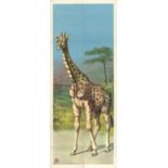 [Giraffes] "Large portrait of giraffe"