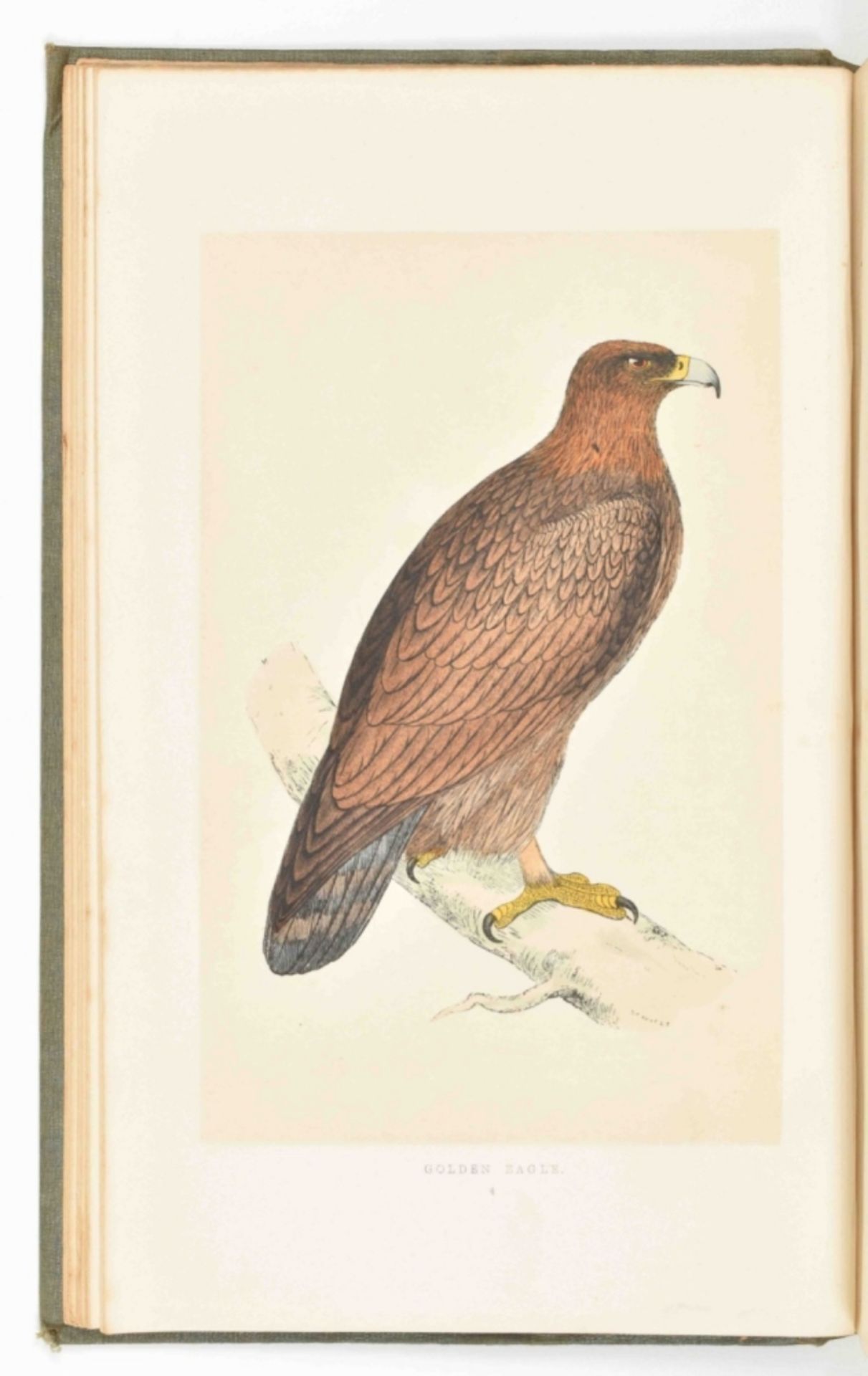 F.O. Morris. A History of British Birds - Image 4 of 10