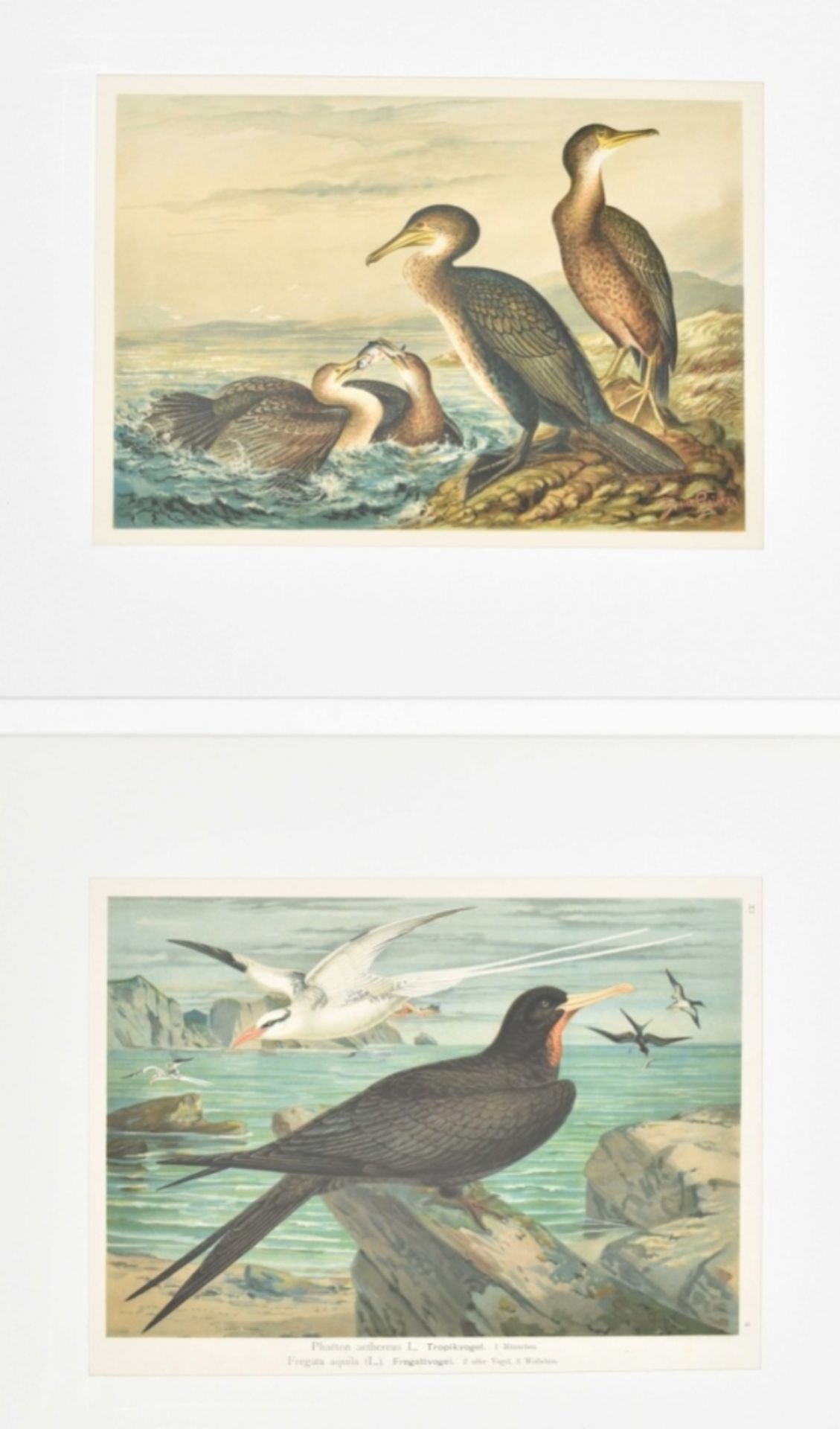 Collection of 42 plates from Die Naturgeschichte der Vögel Mitteleuropas - Image 4 of 10