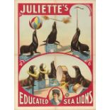 [Sea lions] Juliette's educated Sea Lions