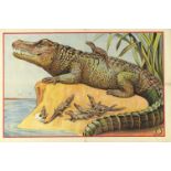 [Crocodiles] "Crocodile with hatching baby crocodiles"