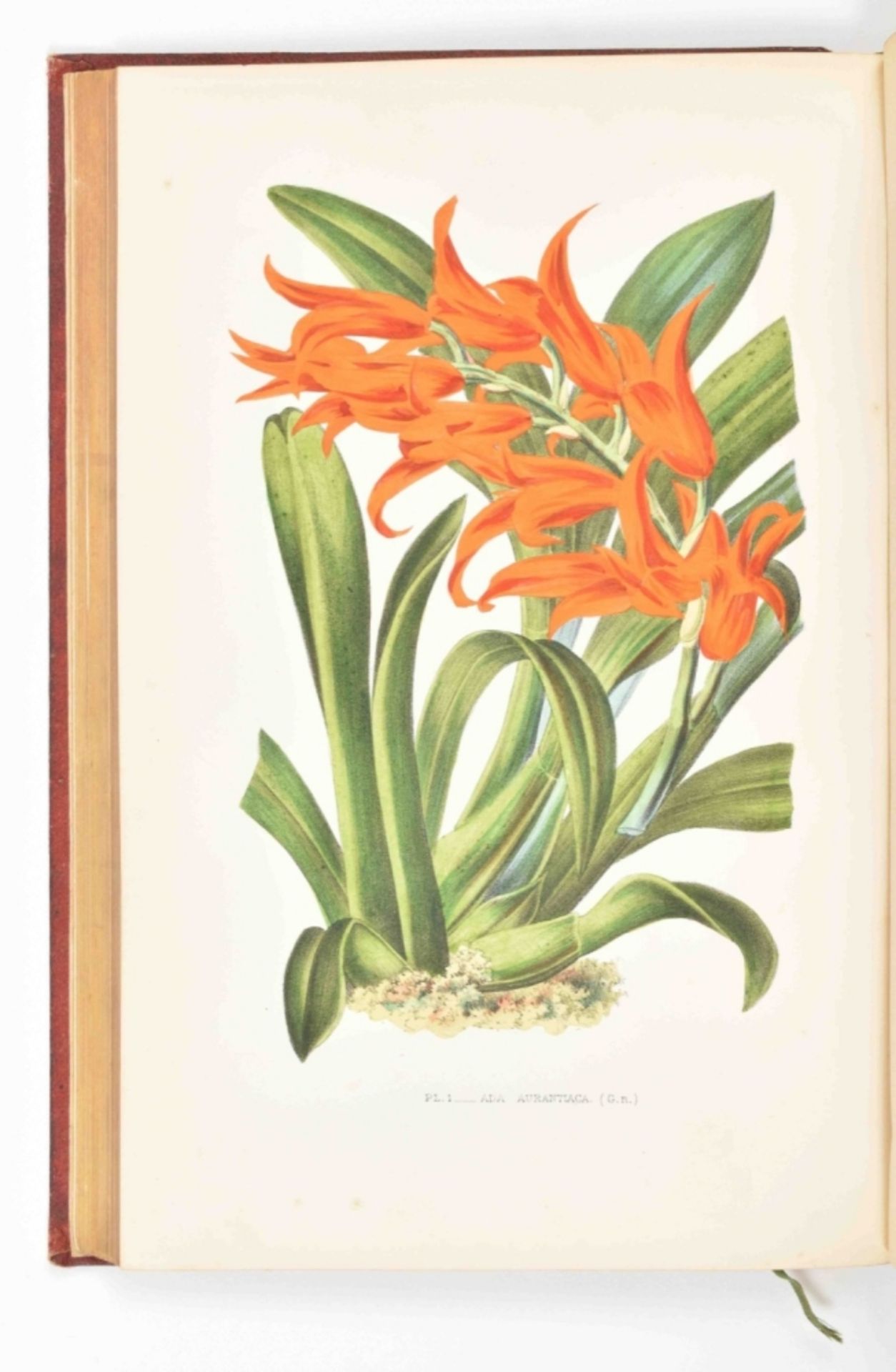 E. de Puydt. Les Orchidées, Histoire Iconographique - Image 4 of 10