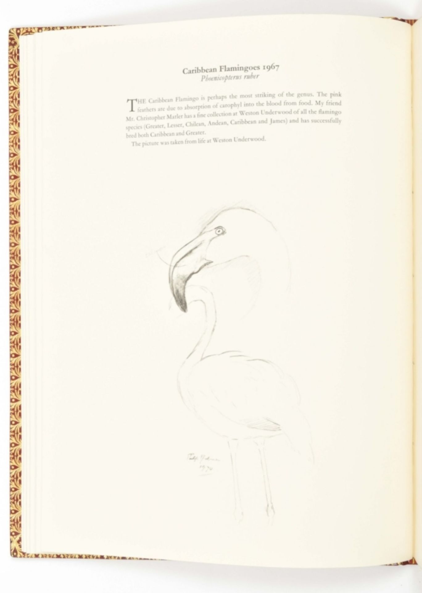 Philip Rickman. A Selection of Bird Paintings and Sketches - Image 2 of 10