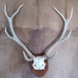 Fine quality set of five point antlers mounted on Oak shiled