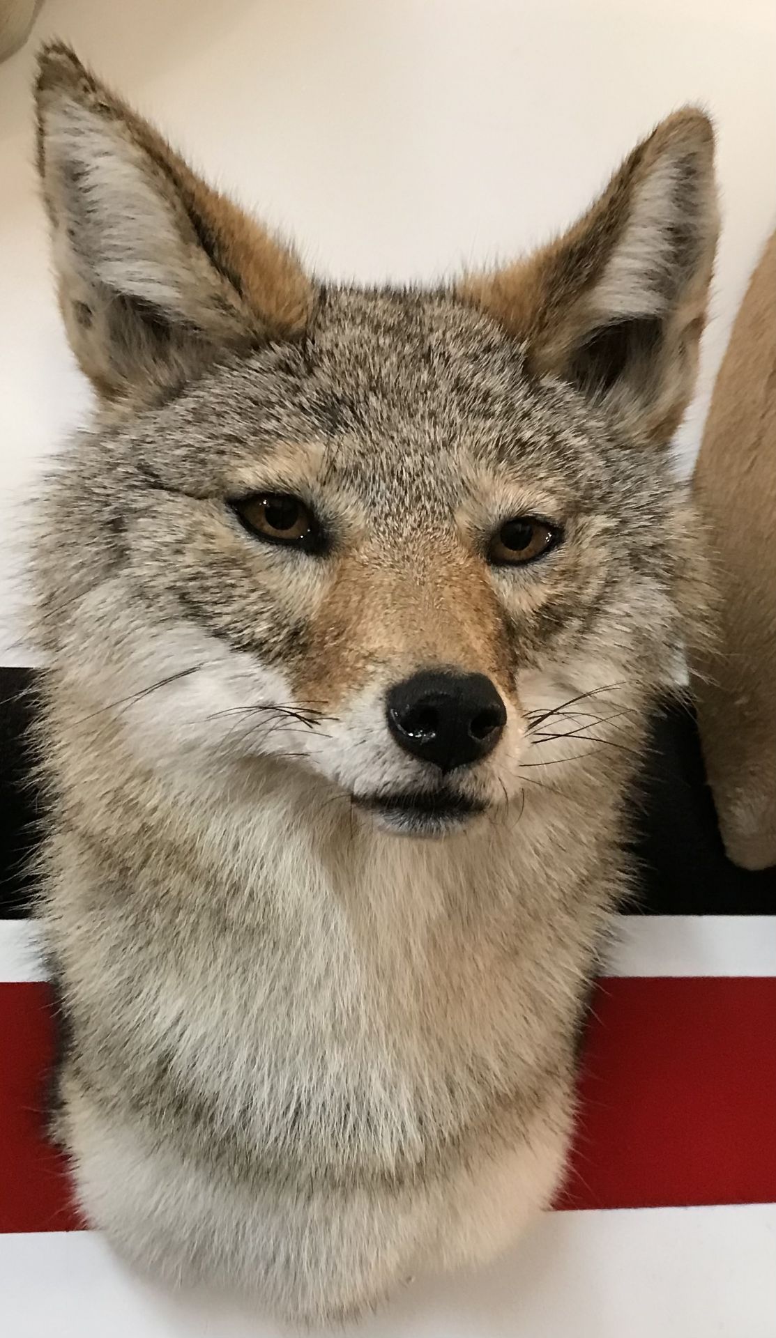 COYOTE WALL MOUNT BEAUTIFUL PERFECT FACE, THICK FUR