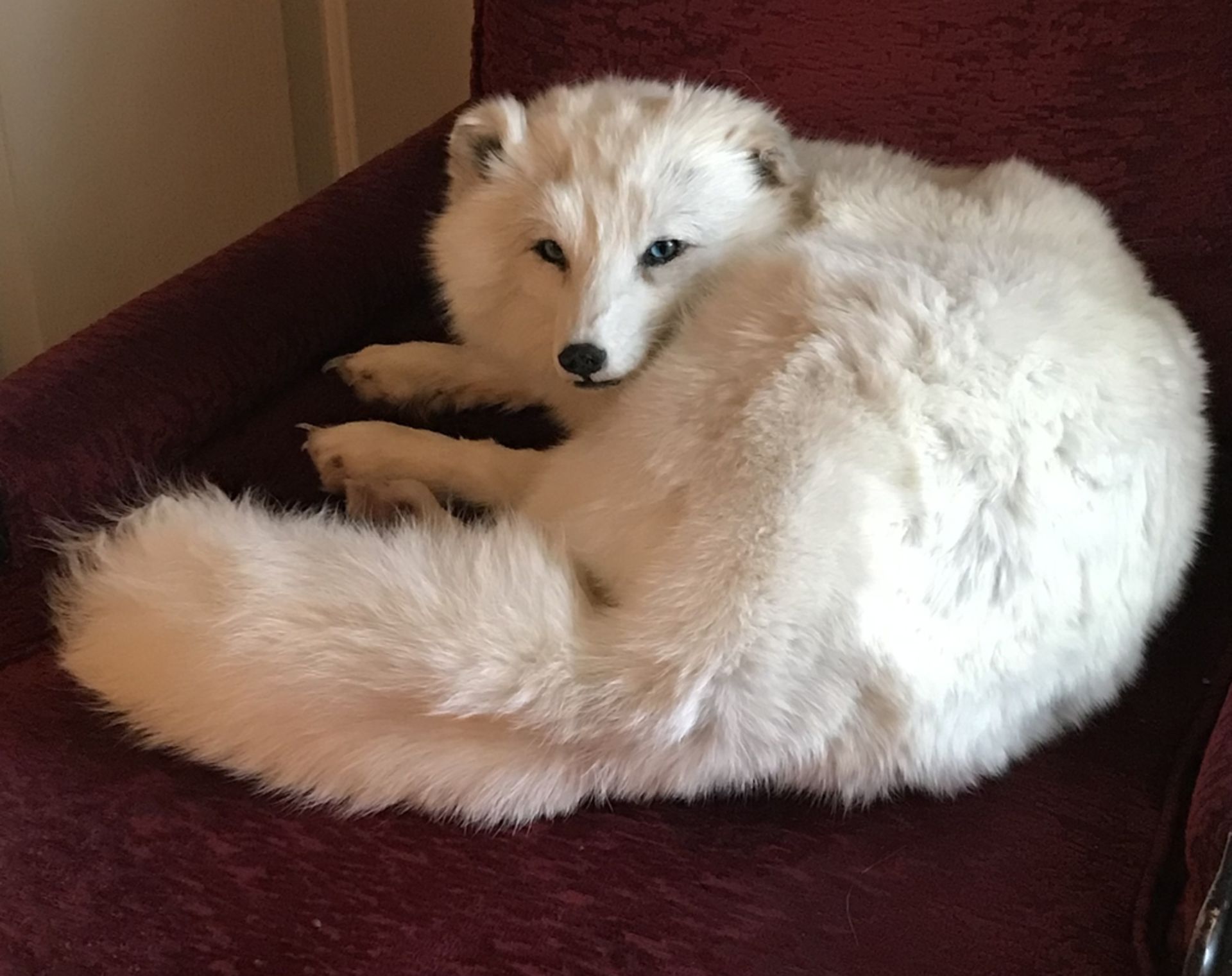 WHITE ARCTIC FOX Taxidermy - Image 2 of 2