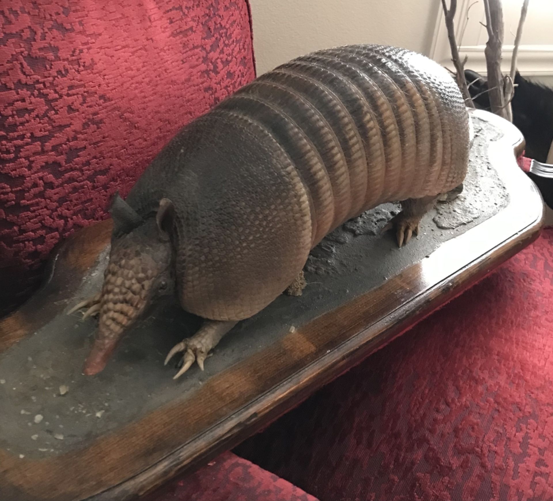 ARMADILLO Taxidermy - Image 2 of 2