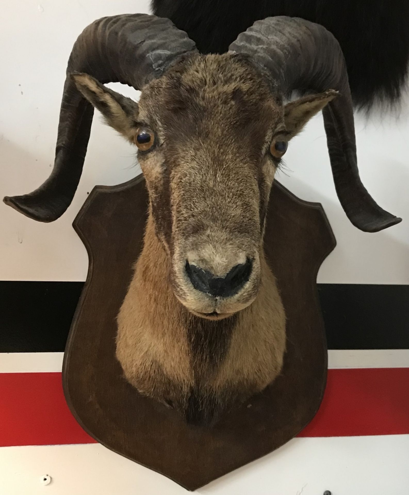 CORSICAN RAM WOODEN PLAQUE Taxidermy