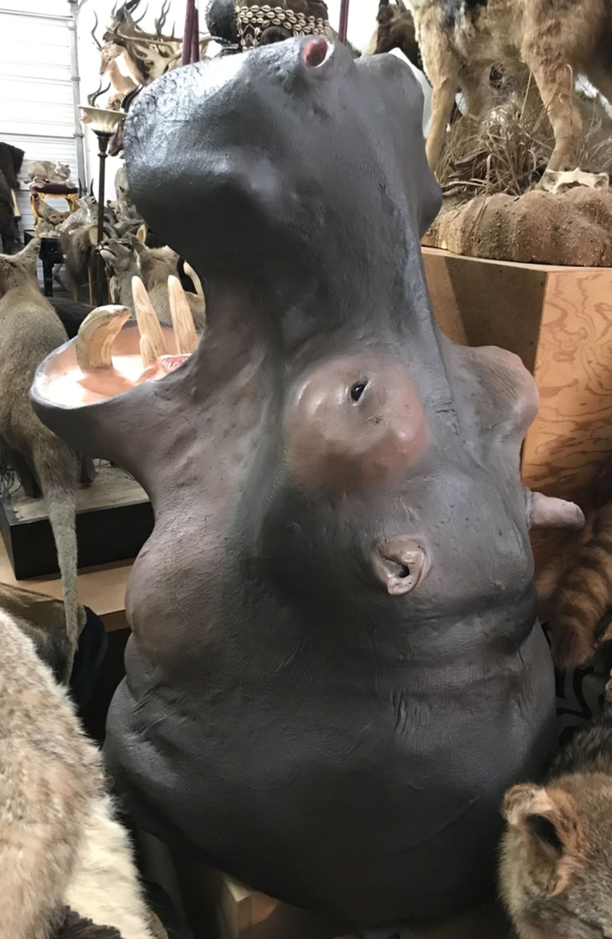 HIPPO Taxidermy