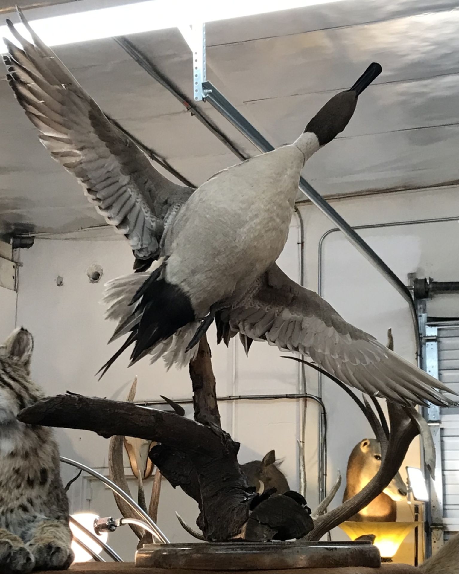 WHITE BIRD ON DESK PEDESTAL IN FLIGHT Taxidermy
