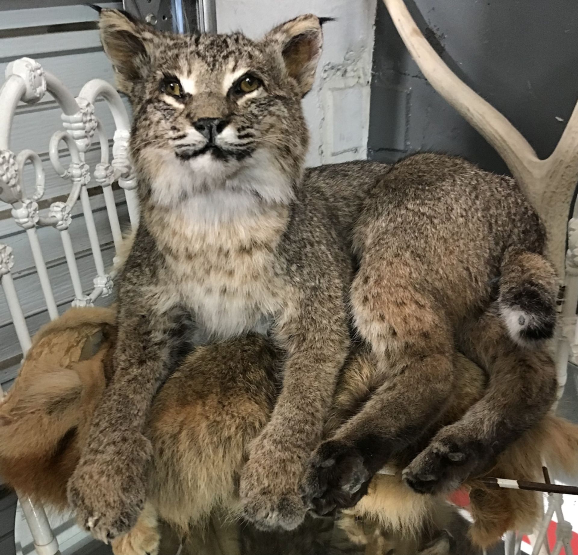 BOBCAT LOOKING UP WHILE LOUNGING Taxidermy