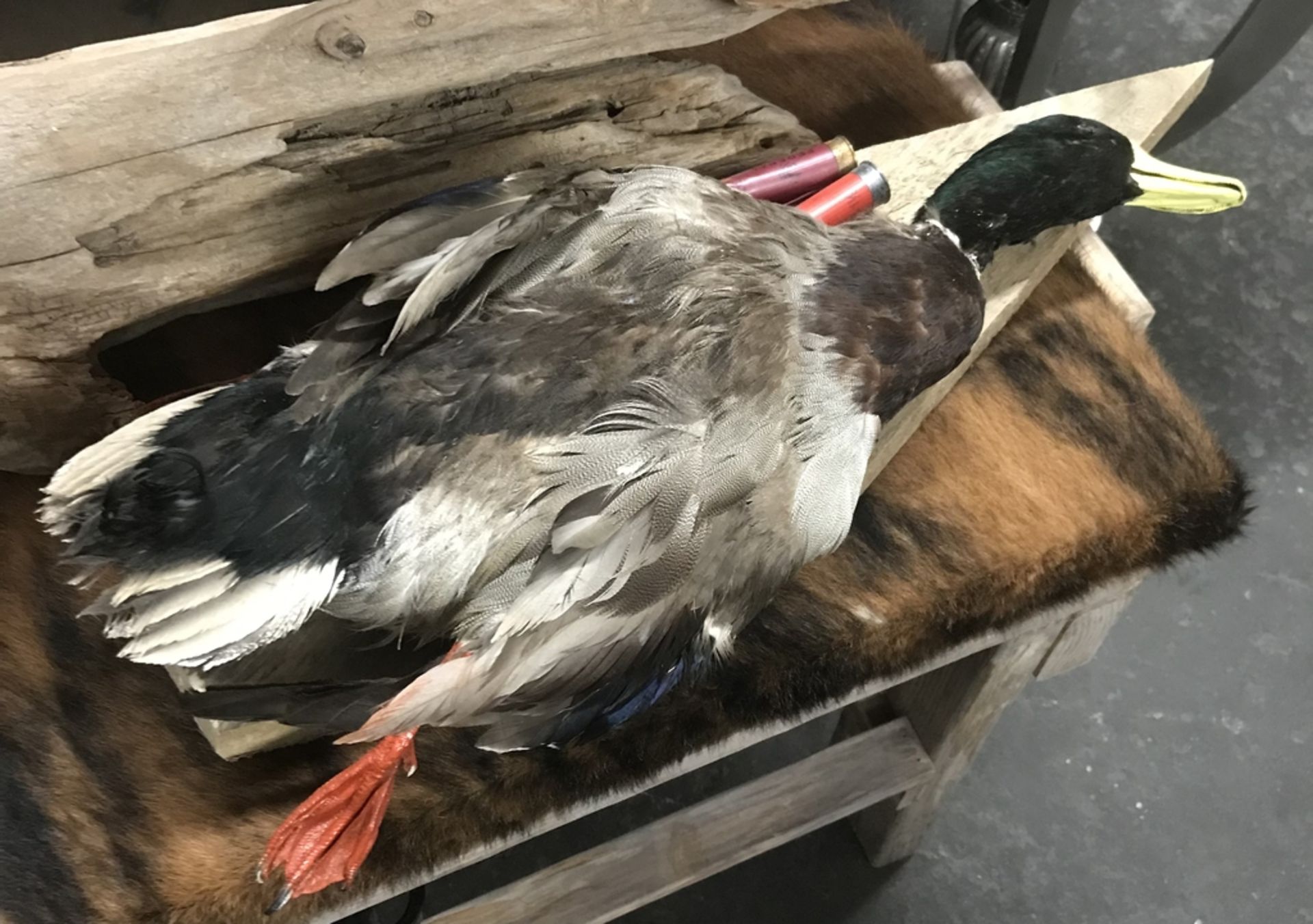 DUCK ON BOARD WITH SHOT SHELL Taxidermy
