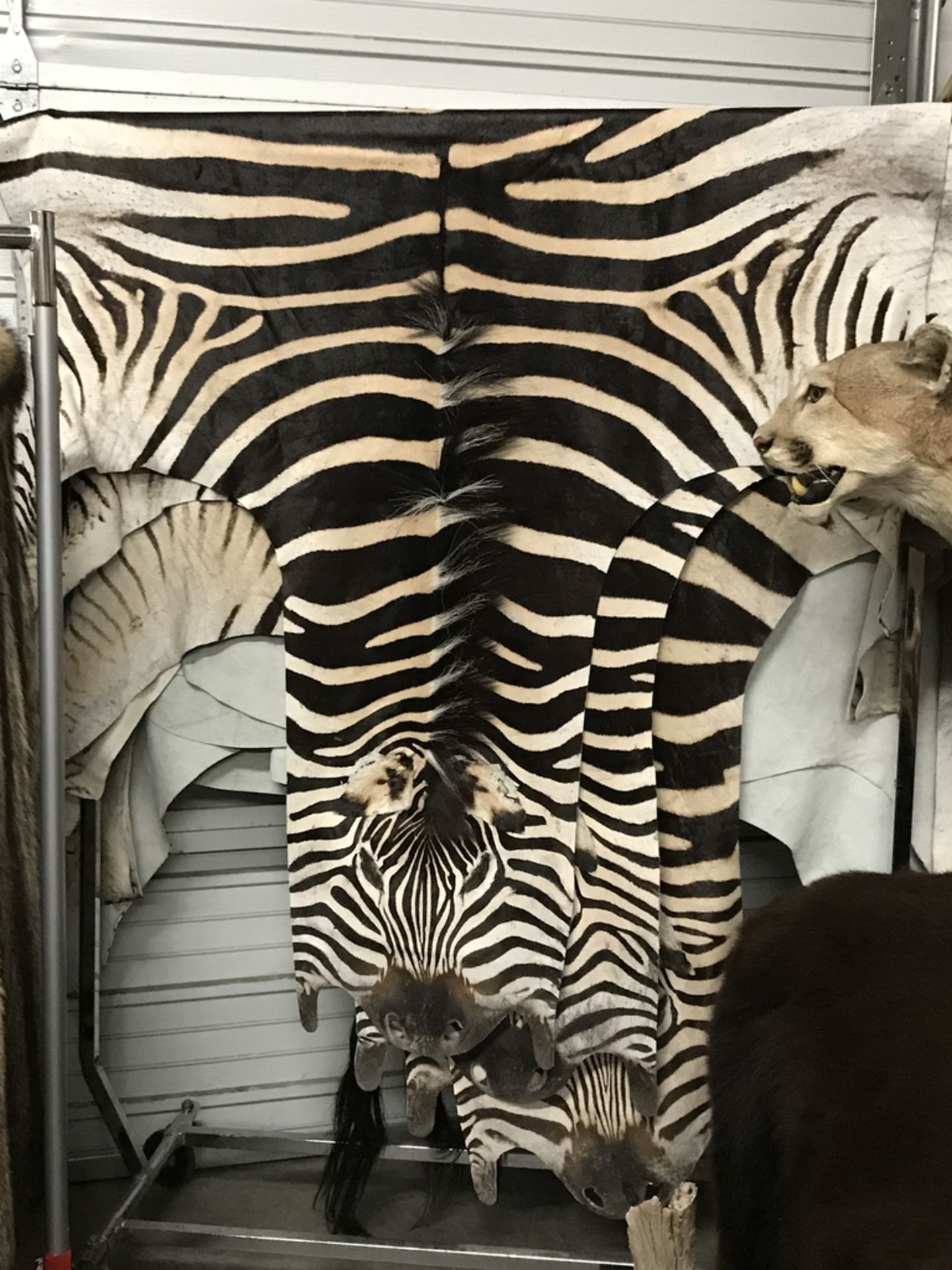 ZEBRA RUG Taxidermy