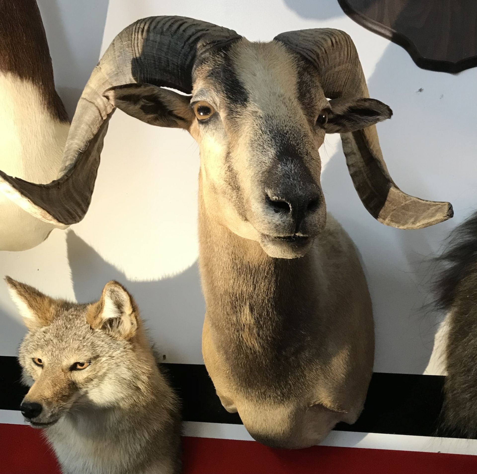 CORSICAN RAM LIGHT COLOR COAT Taxidermy