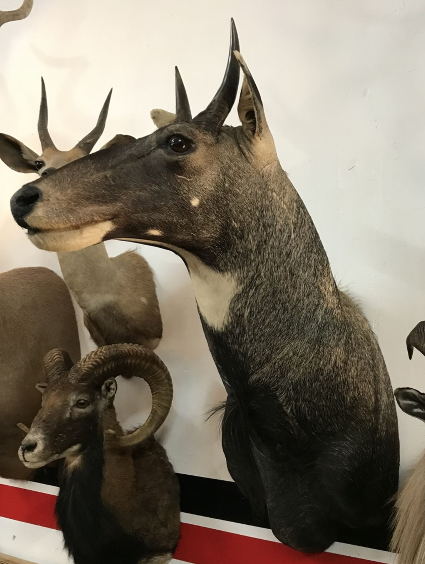 NILGAI Taxidermy