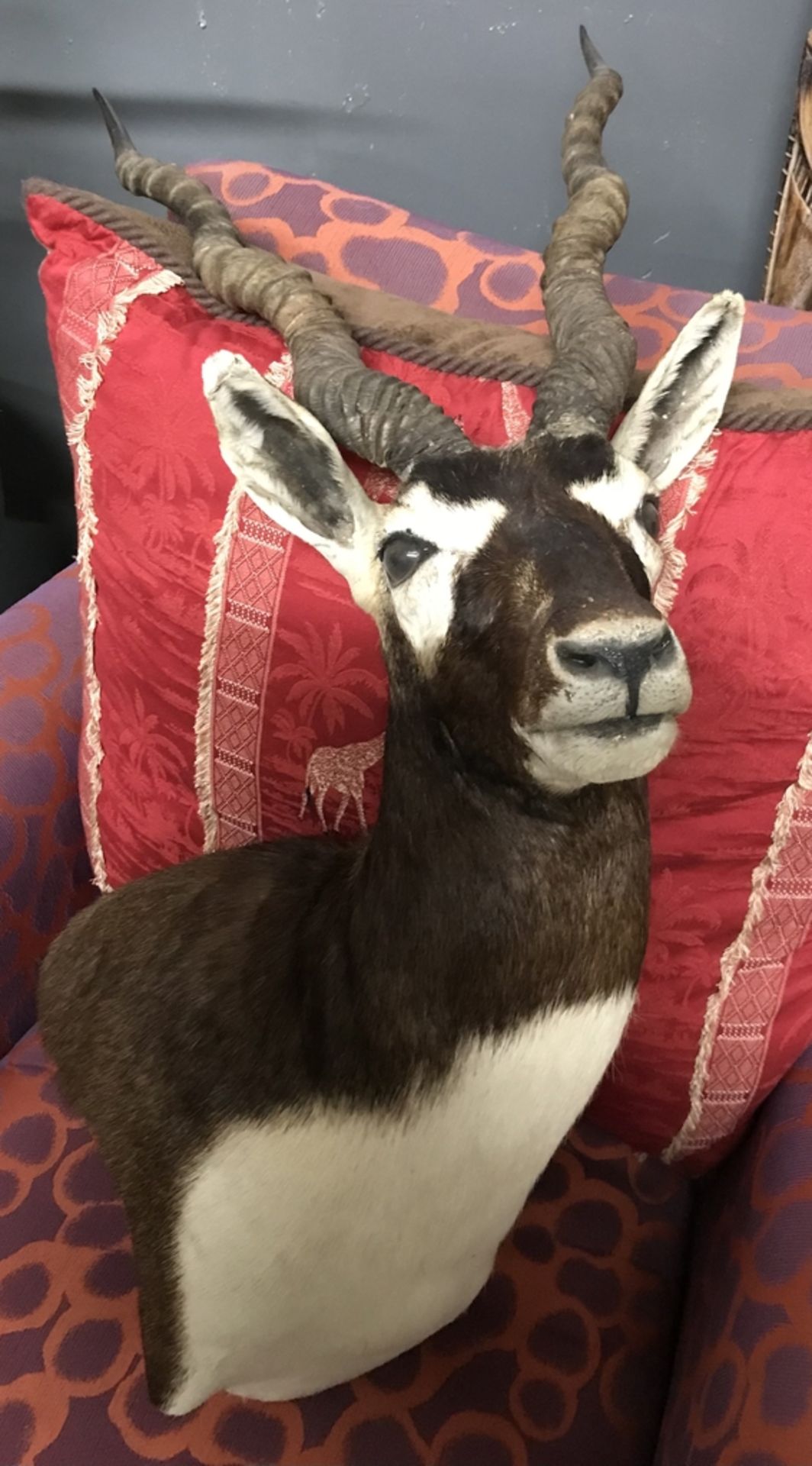 BLACK BUCK SHOULDER MOUNT Taxidermy - Image 3 of 4