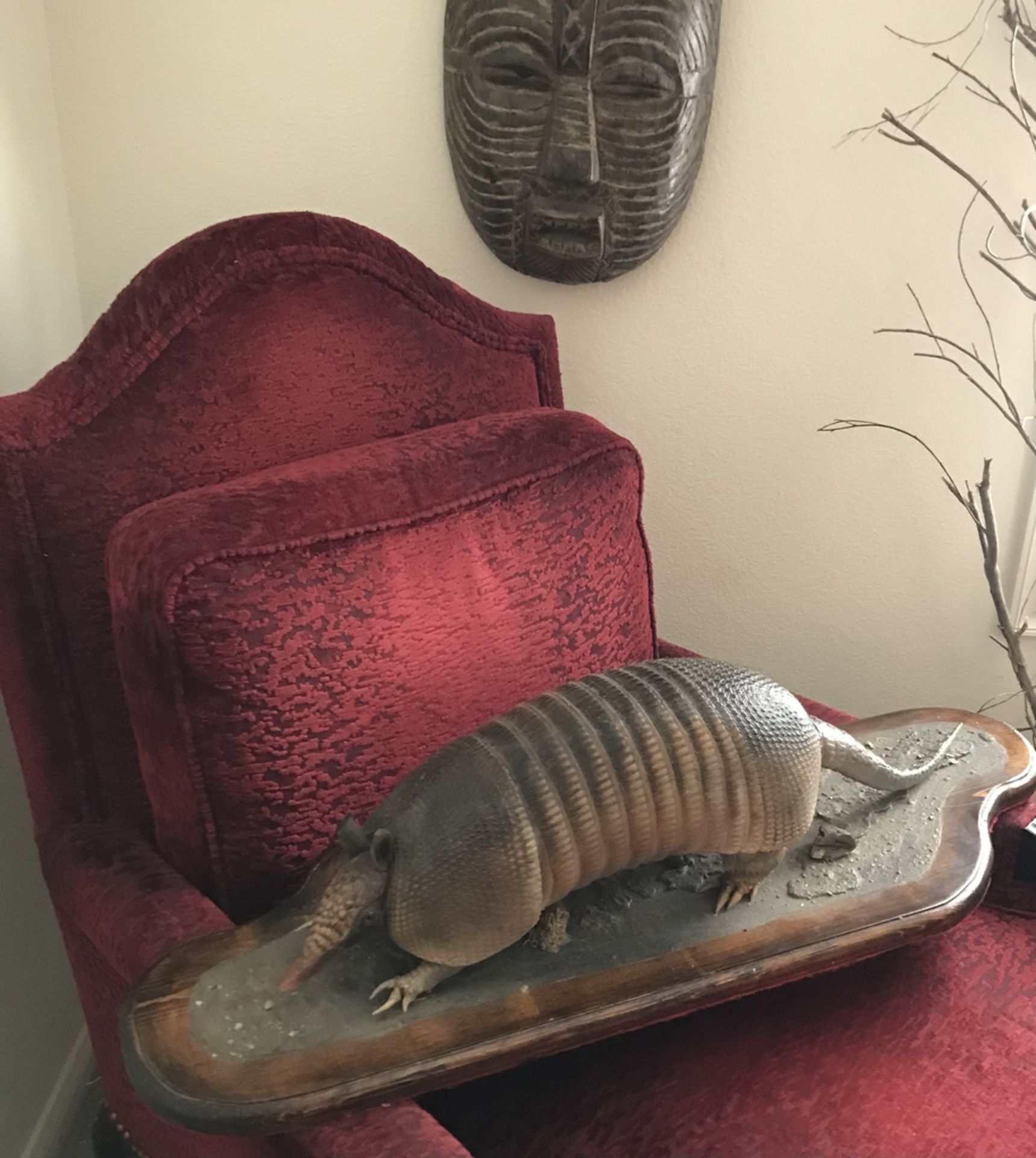 ARMADILLO Taxidermy