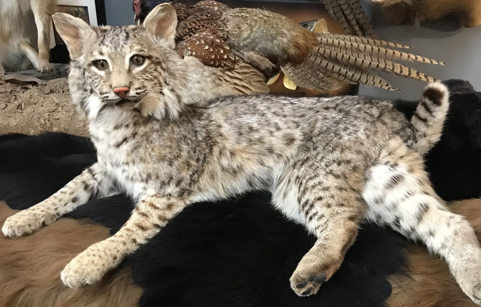 BOBCAT LAYING DOWN Taxidermy - Image 2 of 2