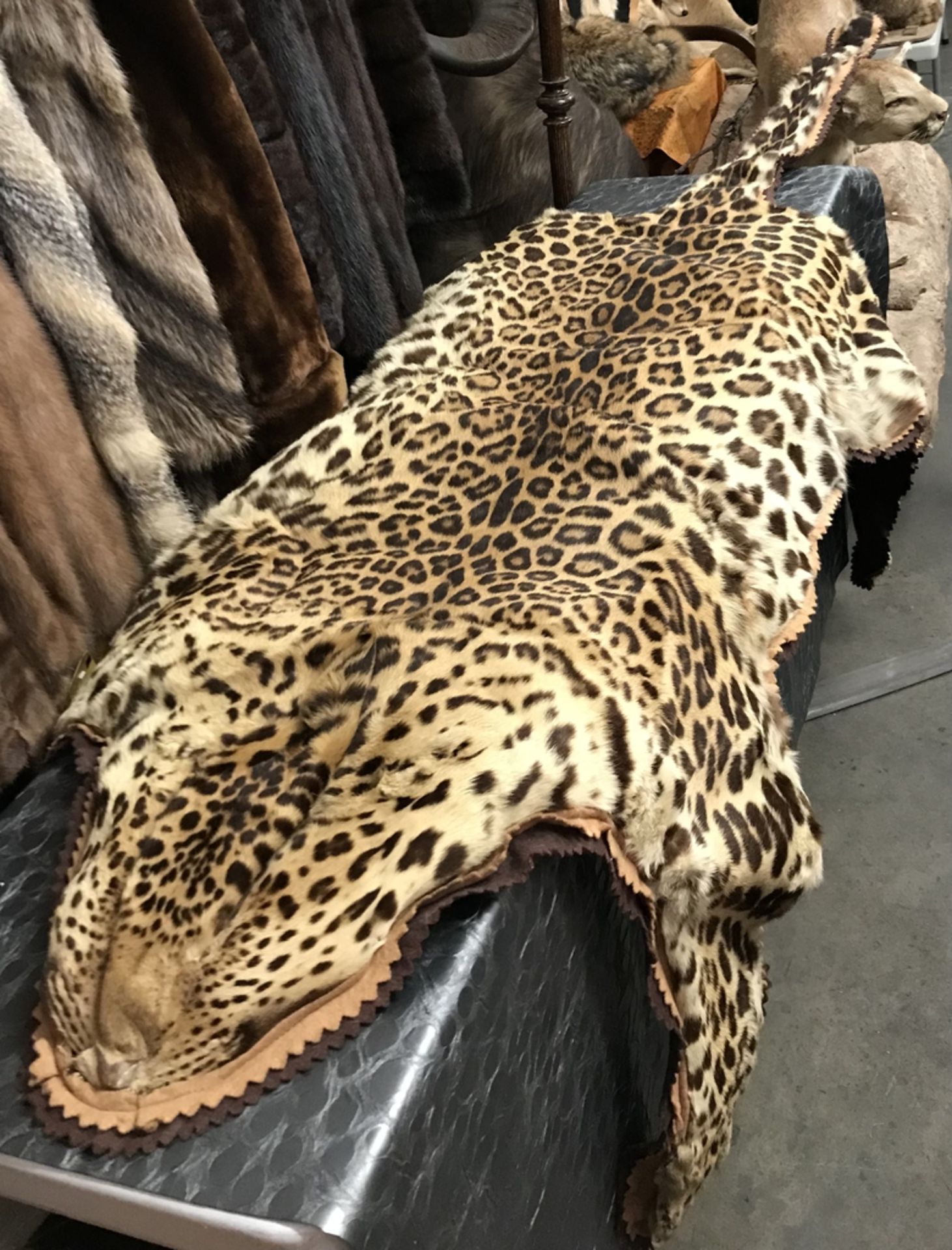 LEOPARD RUG WITH FLAT HEAD "NEVADA SALE ONLY" Taxidermy - Image 3 of 3