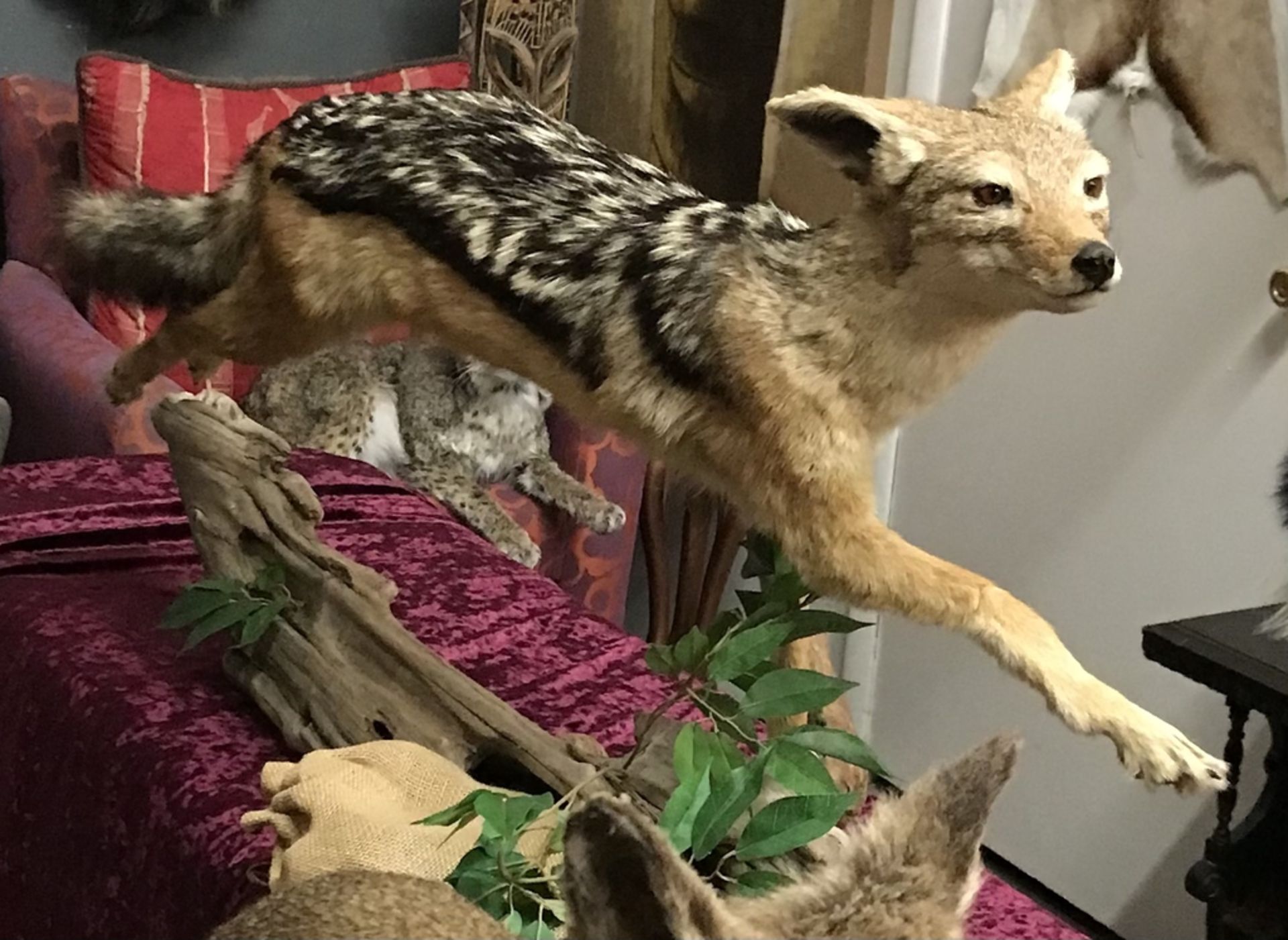 BLACK BACKED JACKEL LEAPING Taxidermy - Image 3 of 3