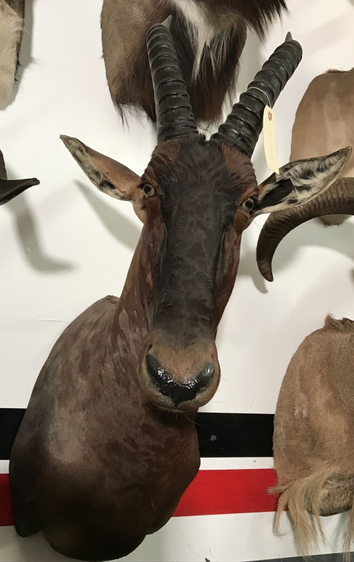 TSESSEBE SHOULDER MOUNT Taxidermy