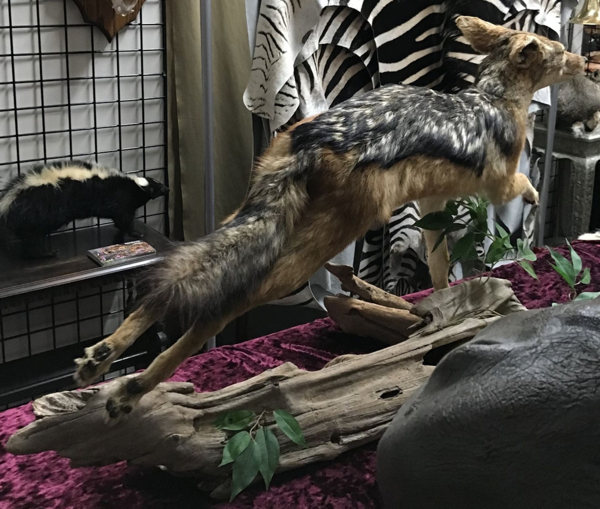 BLACK BACKED JACKEL LEAPING Taxidermy