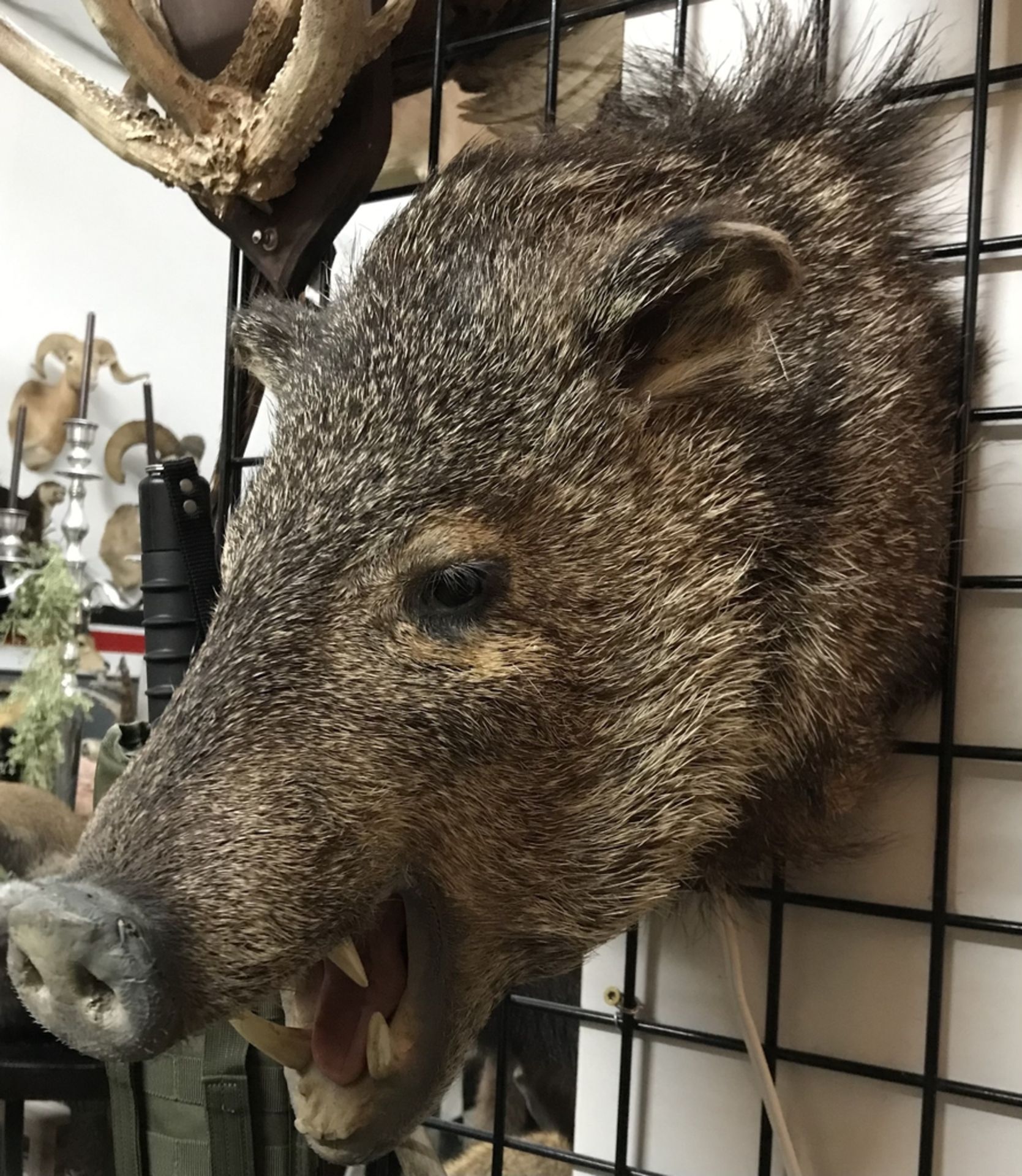 JAVALENA WALL MOUNT Taxidermy - Image 2 of 2