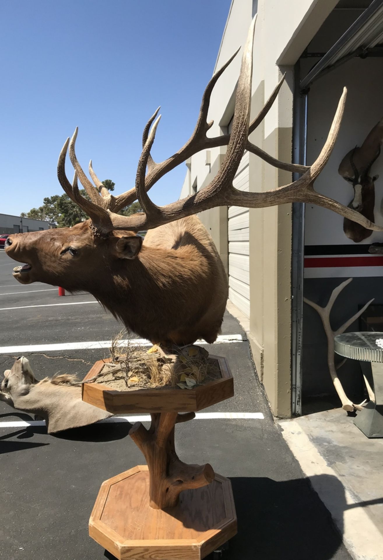 ELK PEDESTAL MOUNT Taxidermy