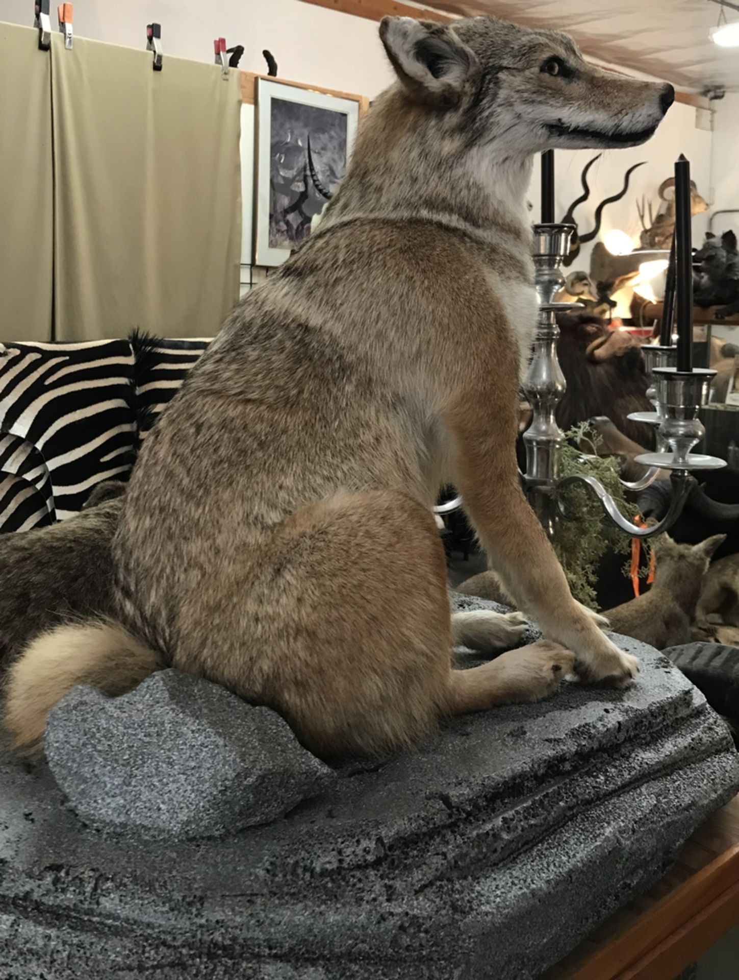 COYOTE SITTING ON GREY STYLE STONE WALL TABLE MOUNT Taxidermy - Image 2 of 2