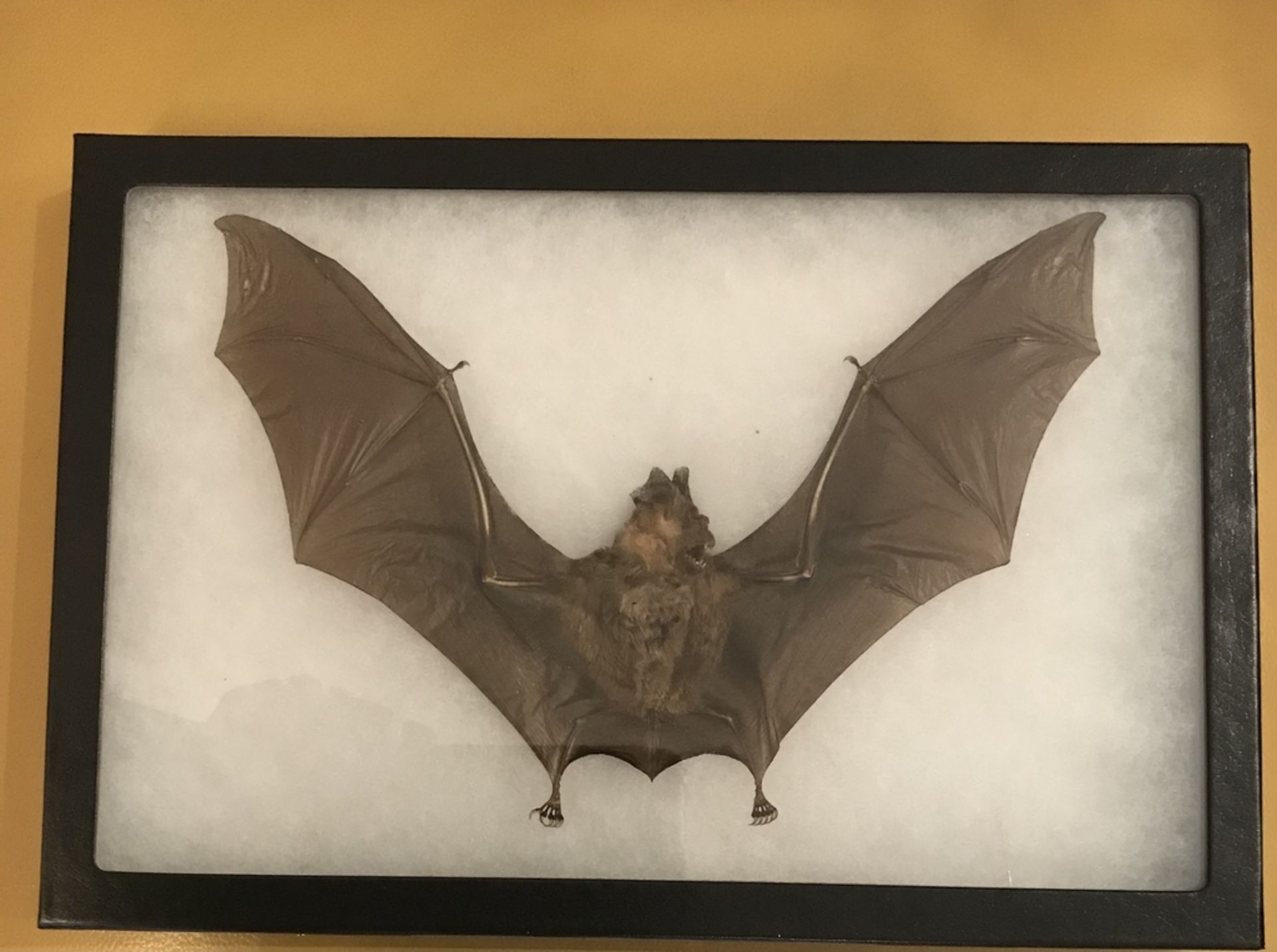 BAT WITH WINGS SPREAD ON THIN BLACK FRAMED COTTON Taxidermy