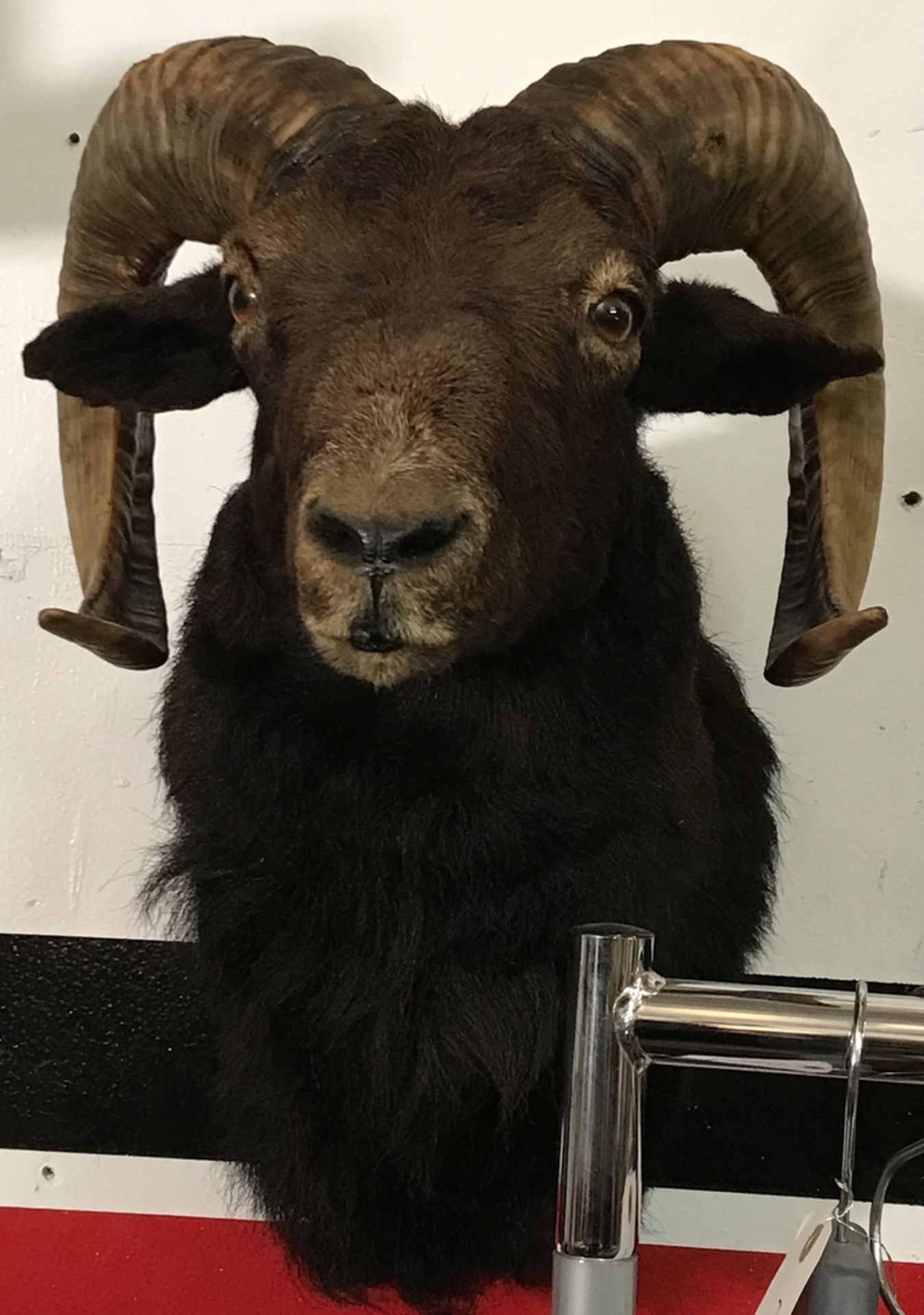 BLACK HAWAIIAN GOAT SHOULDER MOUNT Taxidermy