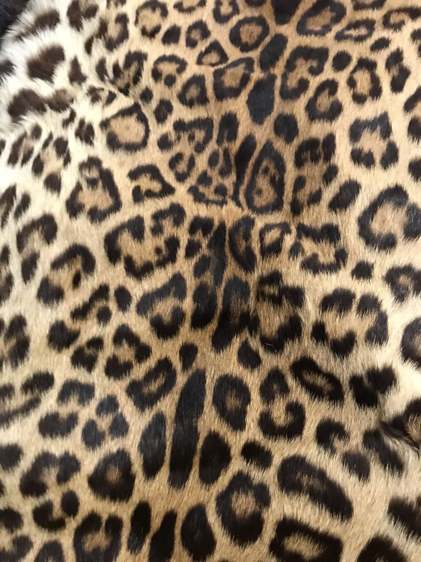 LEOPARD RUG WITH FLAT HEAD "NEVADA SALE ONLY" Taxidermy - Image 2 of 3