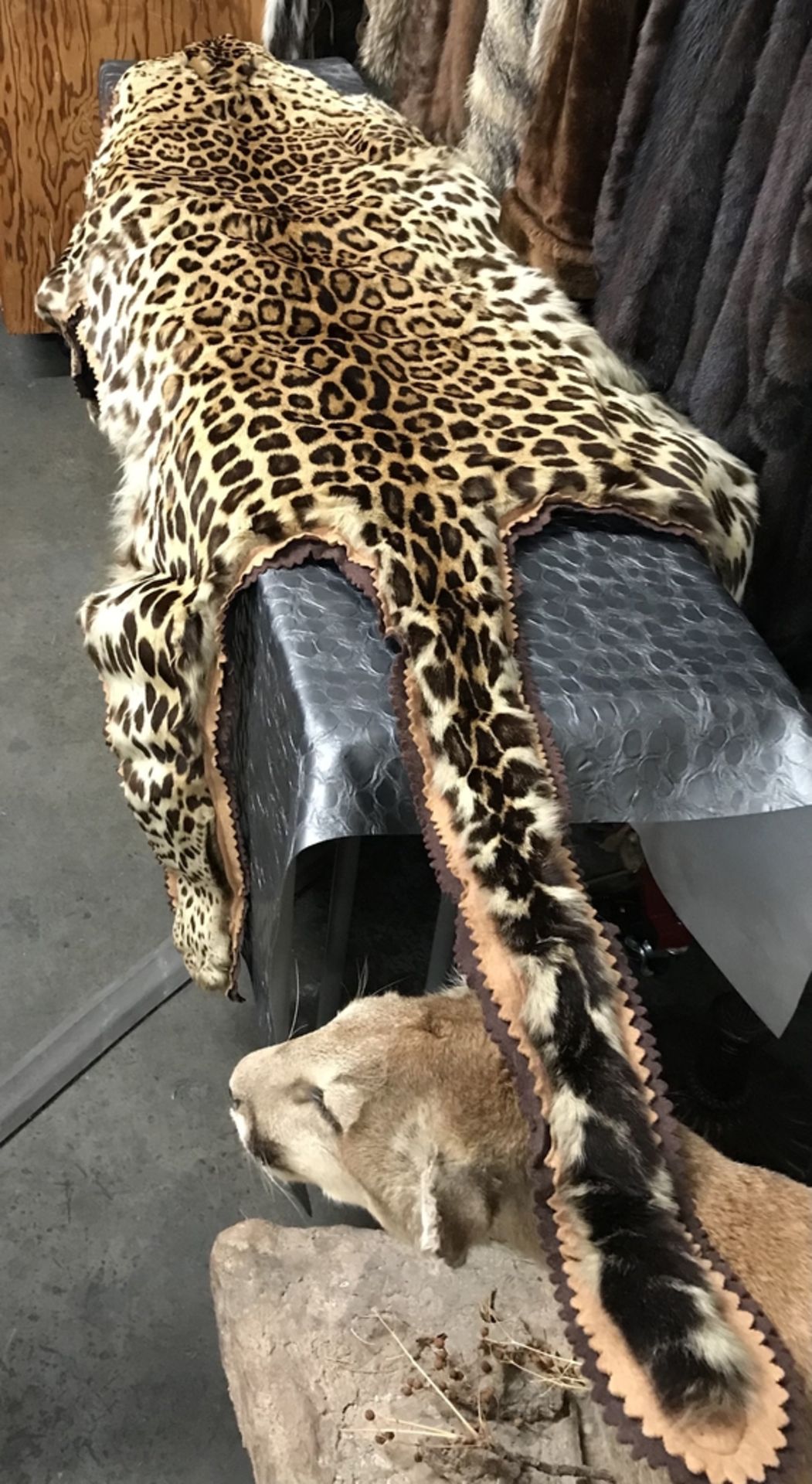 LEOPARD RUG WITH FLAT HEAD "NEVADA SALE ONLY" Taxidermy